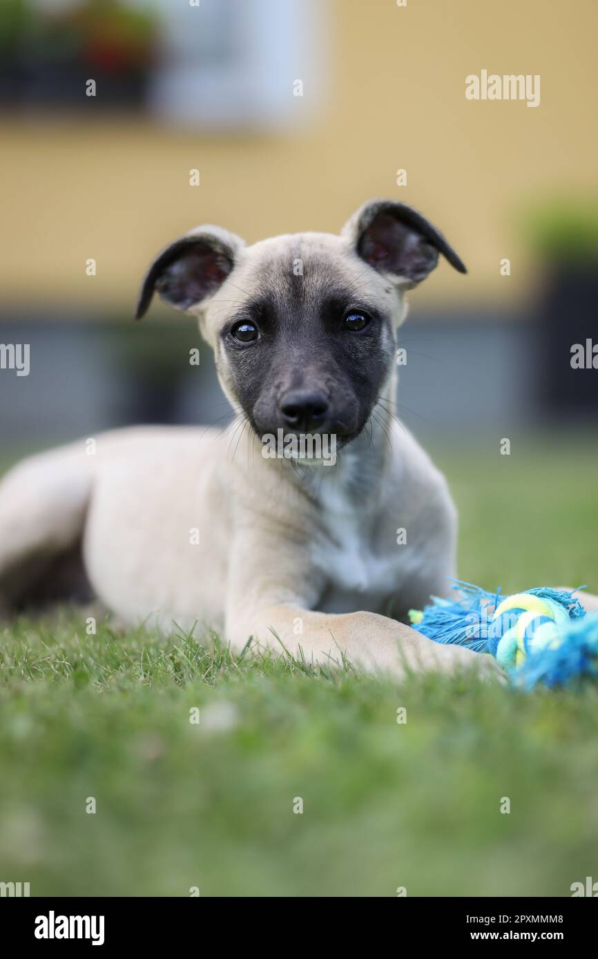 Vertikales Whippet Hündchen im Garten. Süßer junger englischer Hund, der draußen auf dem Gras liegt. Stockfoto