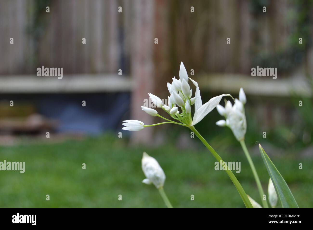 Zitronellen, wilder Knoblauch und Vogelaugenchilli Stockfoto