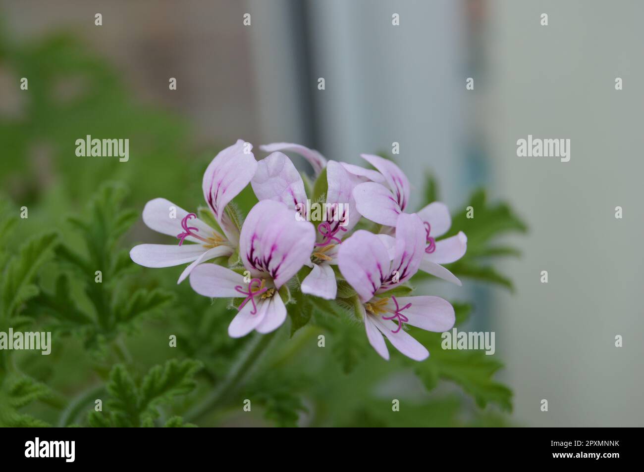 Zitronellen, wilder Knoblauch und Vogelaugenchilli Stockfoto