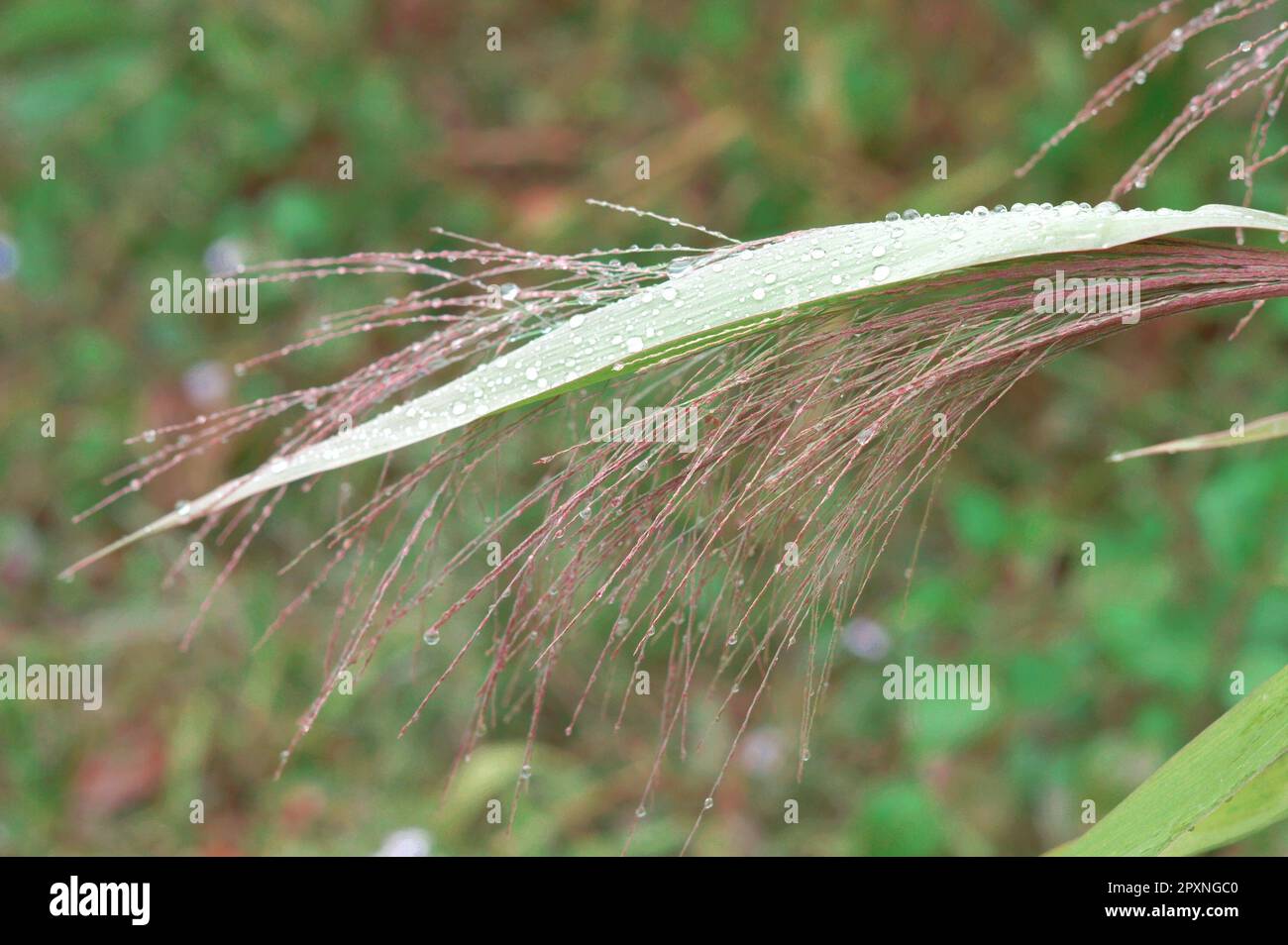 Tau tropft auf die grünen Pflanzenblätter. Natur-Frühlings-Hintergründe Stockfoto