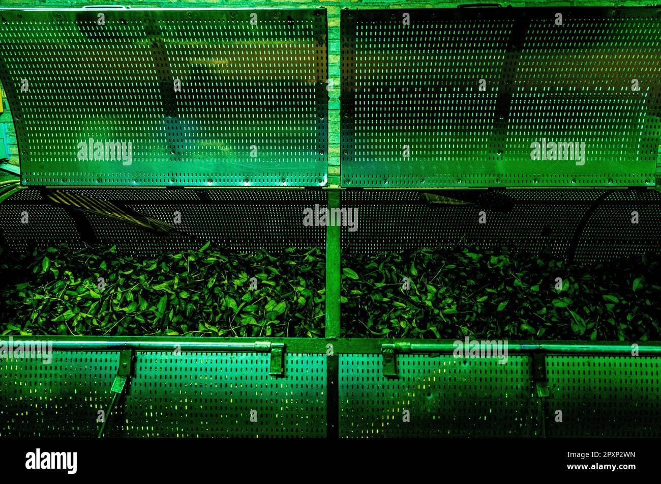Ein leuchtendes grünes Licht beleuchtet zwei Metallkäfige mit üppigem Grün und erzeugt einen optisch eindrucksvollen Kontrast Stockfoto
