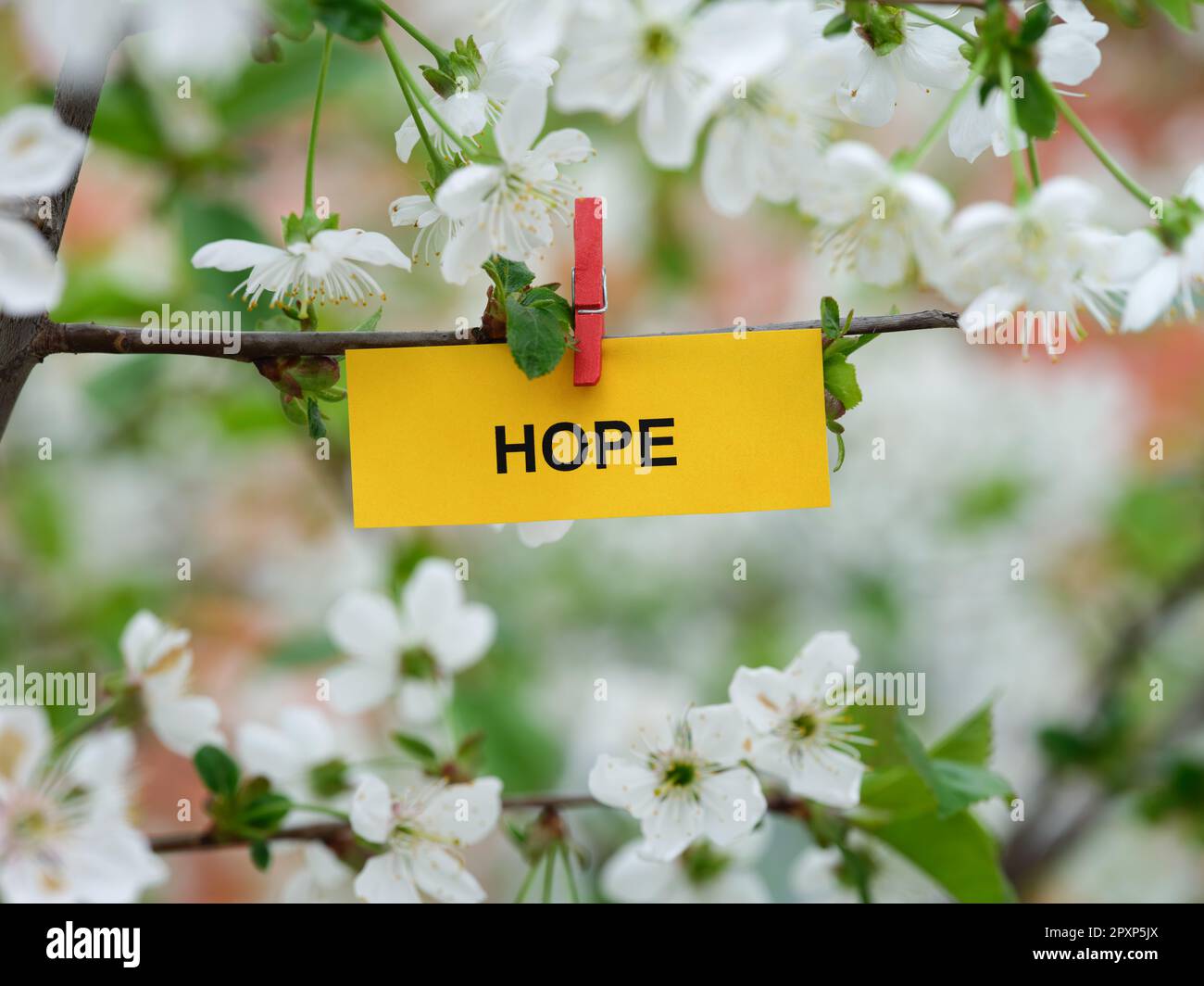 Ein gelber Zettel mit dem Wort "Hoffnung" auf einem Ast mit Kirschblüten und einer Kleidernadel. Schließen. Stockfoto