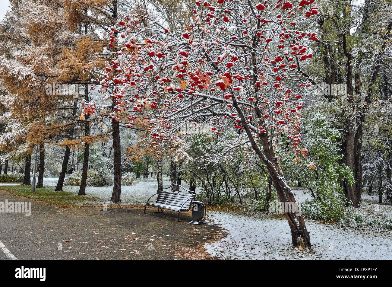 Erster Schneefall im Stadtpark - Spätherbst oder frühe Winterlandschaft. Goldene, flauschige Nadeln aus Lärche, Eberesche mit rotem Laub und Beeren, Büsche A Stockfoto