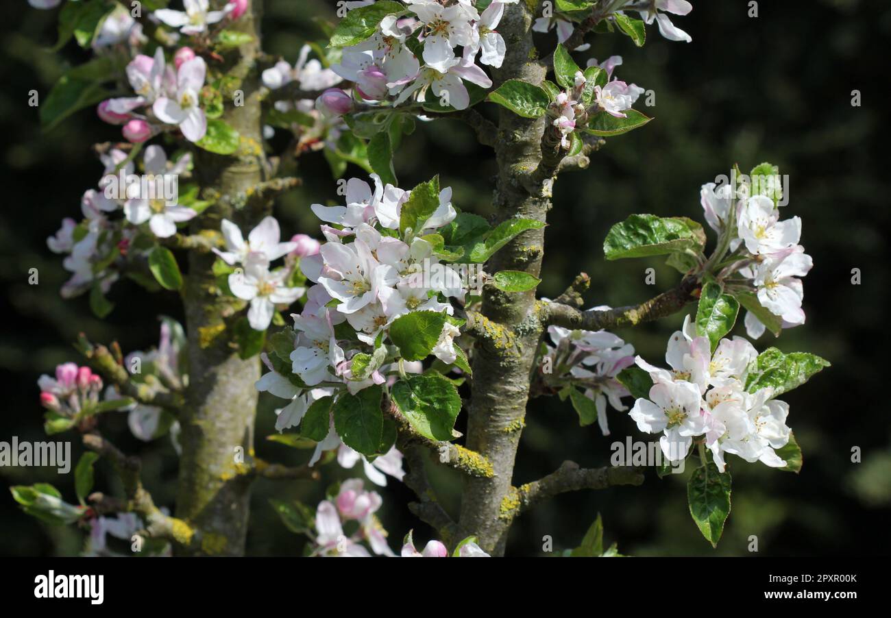 Die Blüte des Apfelbaums „Rocket“ im Frühling Stockfoto