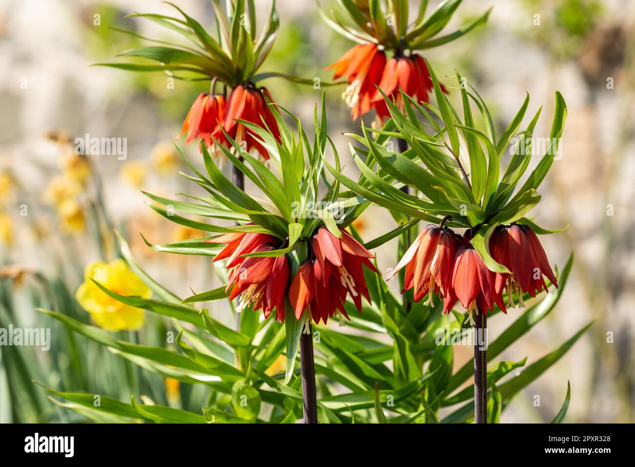 Fritillaria imperialis, die kaiserliche, kaiserliche oder Kaiserkrone, ist eine Art Blütenpflanze in der Lilienfamilie Liliaceae Stockfoto