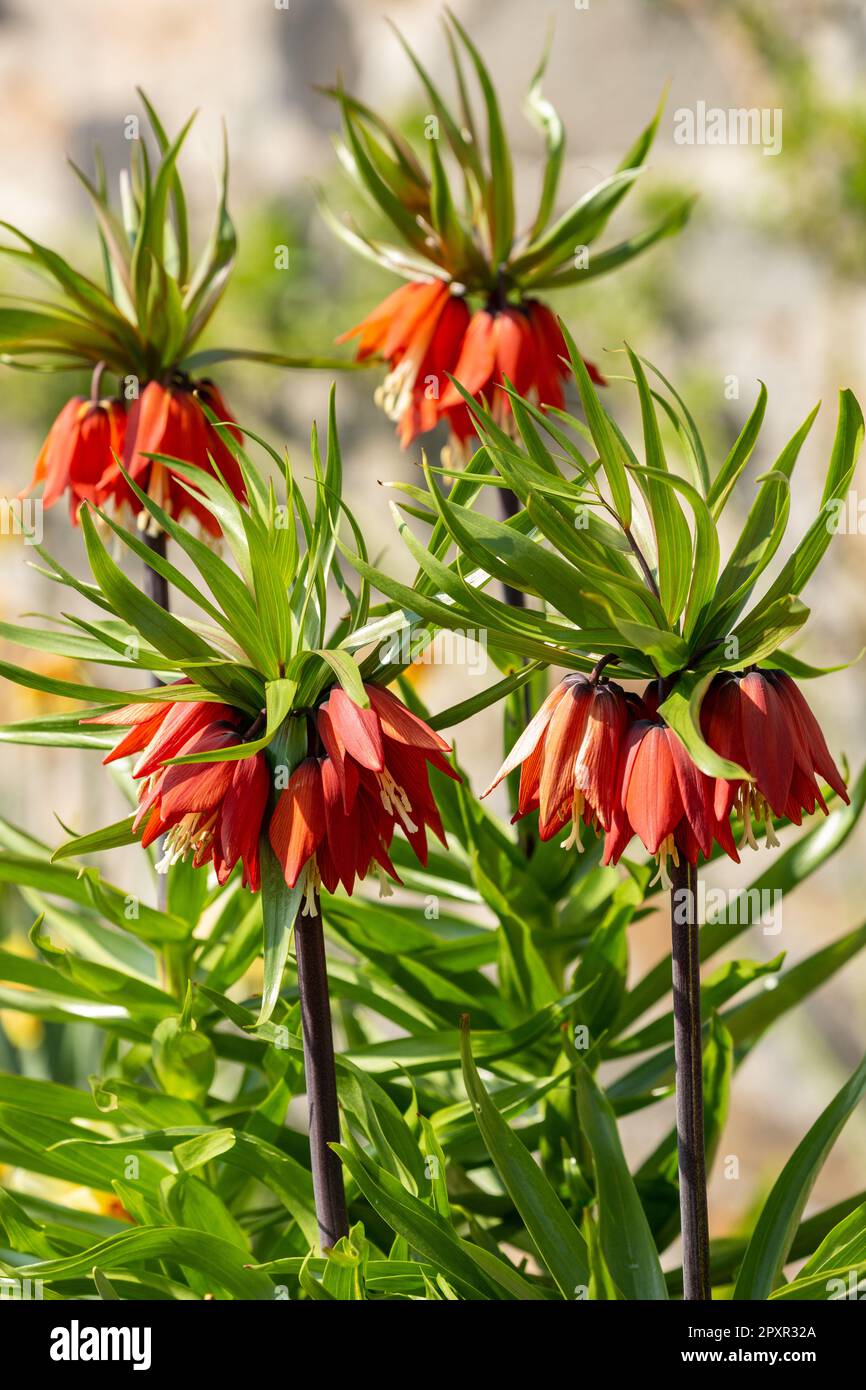 Fritillaria imperialis, die kaiserliche, kaiserliche oder Kaiserkrone, ist eine Art Blütenpflanze in der Lilienfamilie Liliaceae Stockfoto