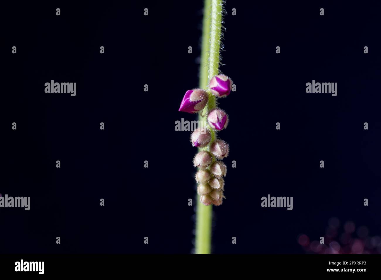 Violette Blütenblüten Umhang Sonnencreme Blütenknospen. Stockfoto