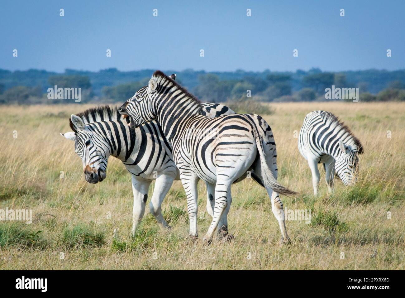 Zwei Zebras spielen in der afrikanischen Savannah miteinander und haben Spaß. Safari-Ausflug, Schönheit in der Natur. Stockfoto