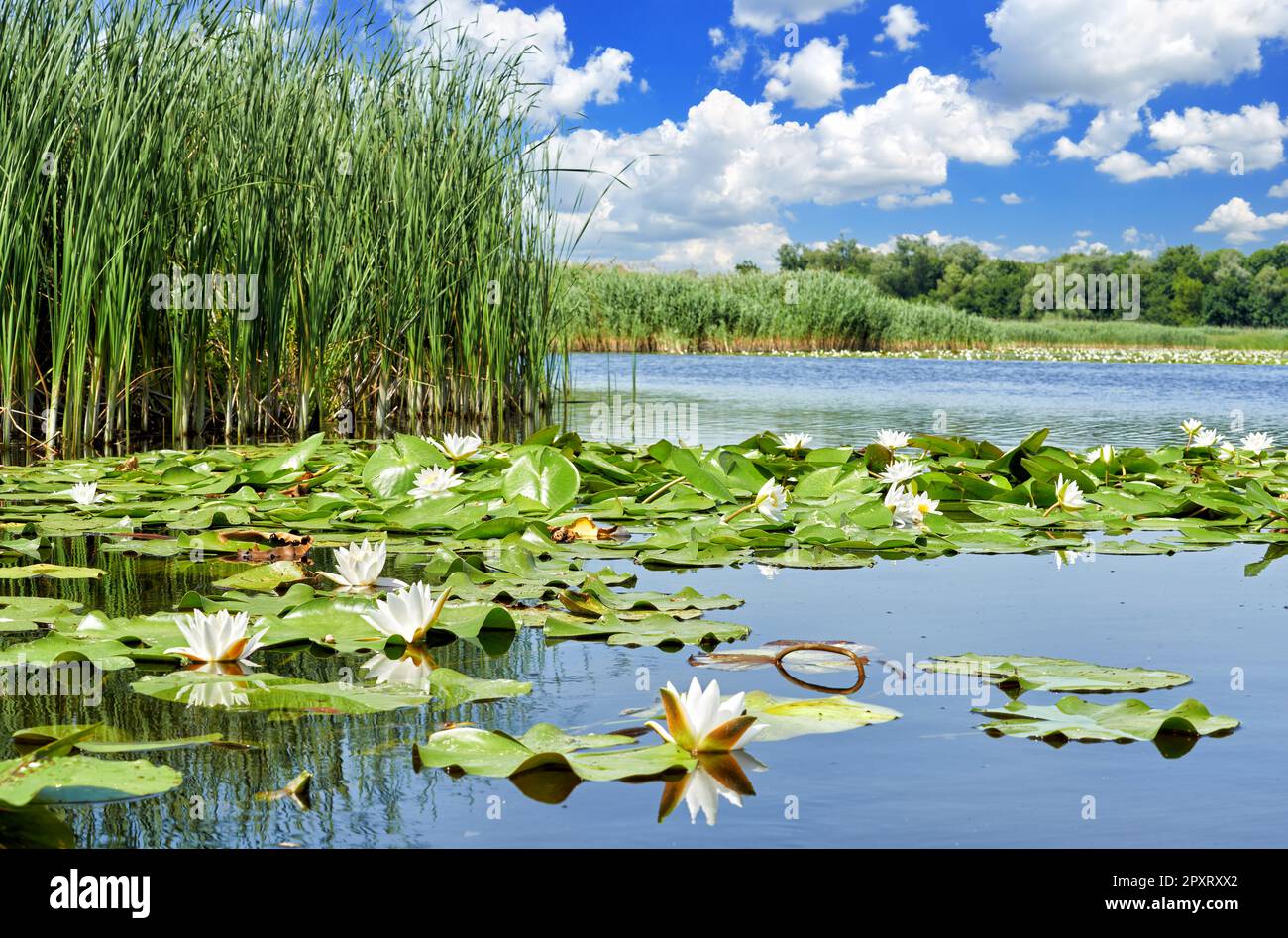 Malerischer Waldsee mit wunderschönen Seerosen vor dem Hintergrund eines blauen Sommerhimmels im Dnieper-Delta. Dnieper River, Region Kherson, U Stockfoto