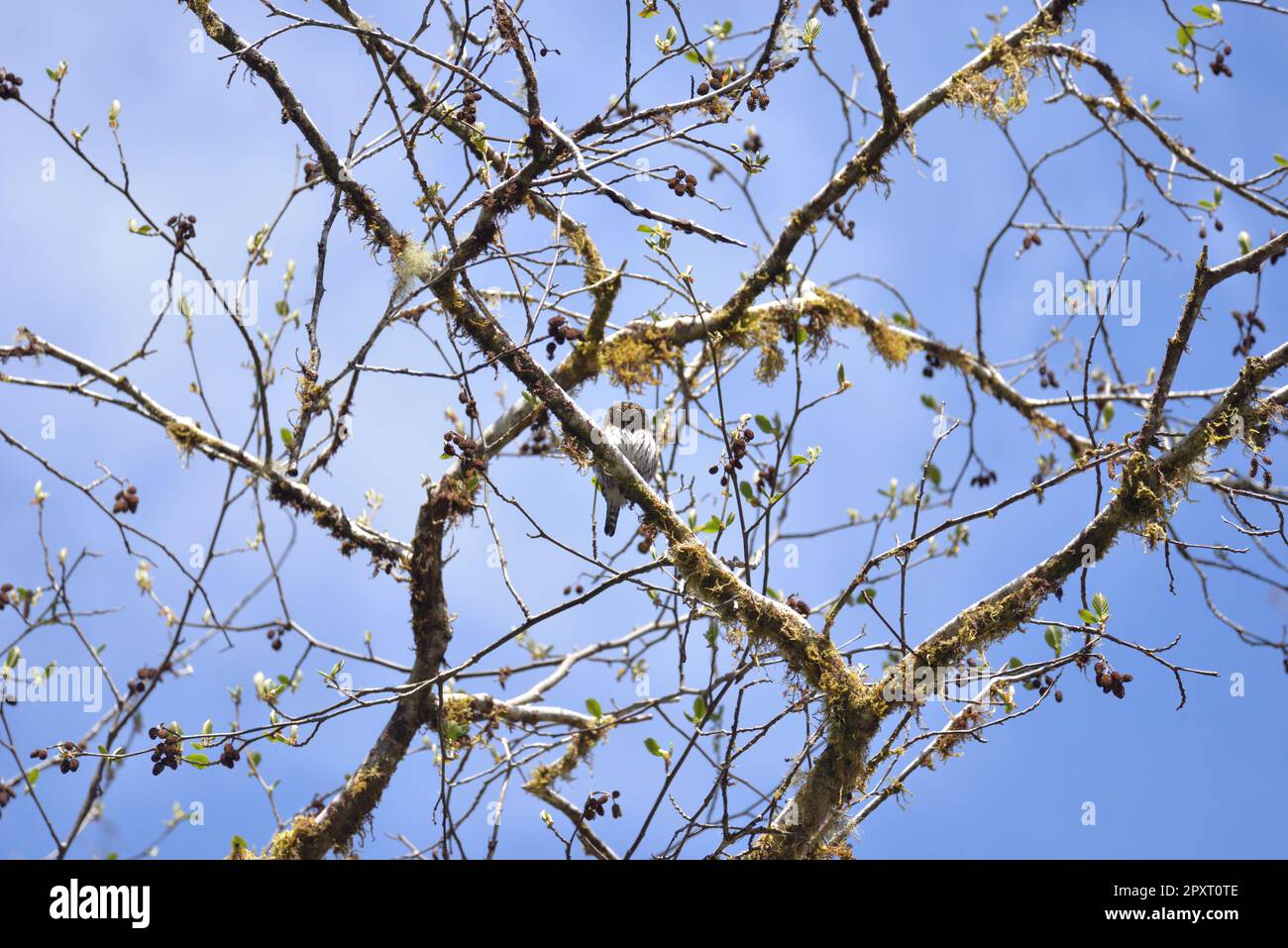 Nördliche Pygmy Owl Olympic Halbinsel WA Stockfoto