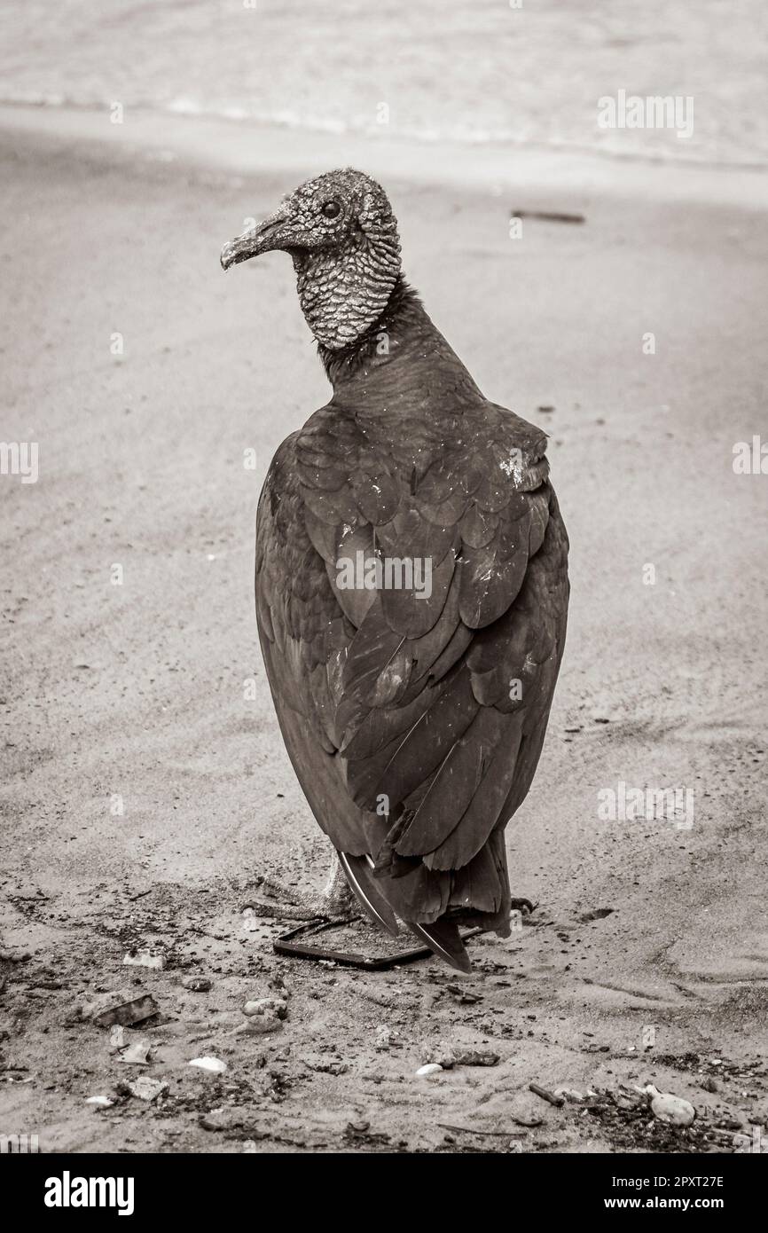 Tropischer Schwarzgeier Coragyps atratus brasiliensis einsam auf dem Botafogo Beach Sand in Rio de Janeiro Brasilien. Stockfoto