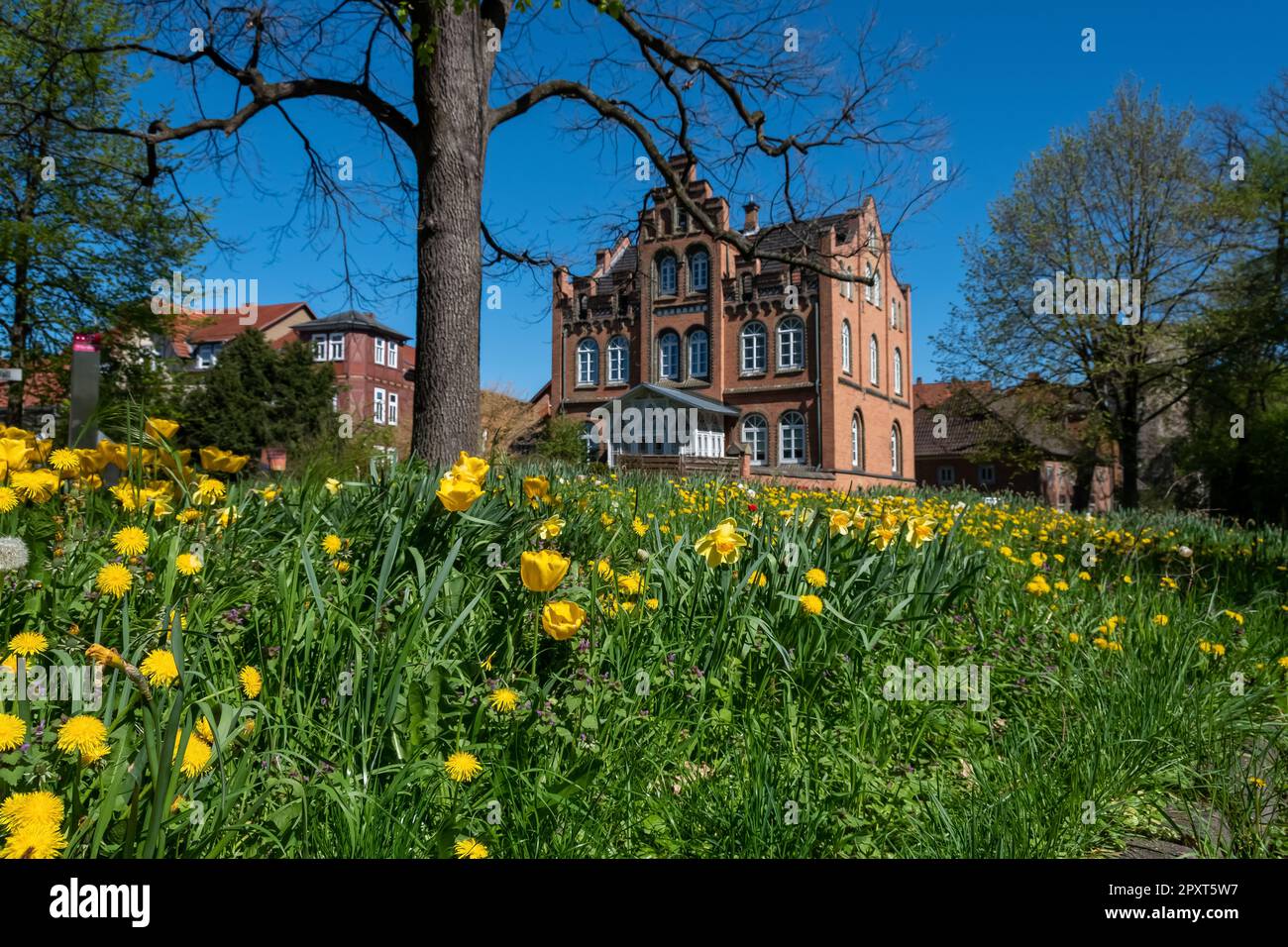 Blumenwiese im Frühling dahinter ein schönes altes Haus aus einer vergangenen Epoche Stockfoto