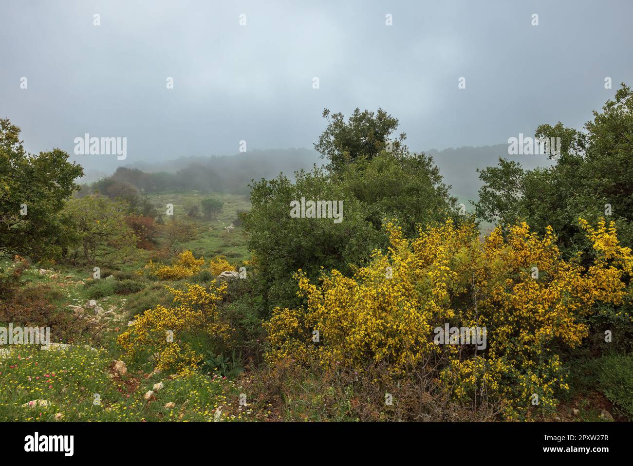 Wunderschöne Landschaft mit Nebel auf dem Gipfel des Mount Meron in Israel Stockfoto