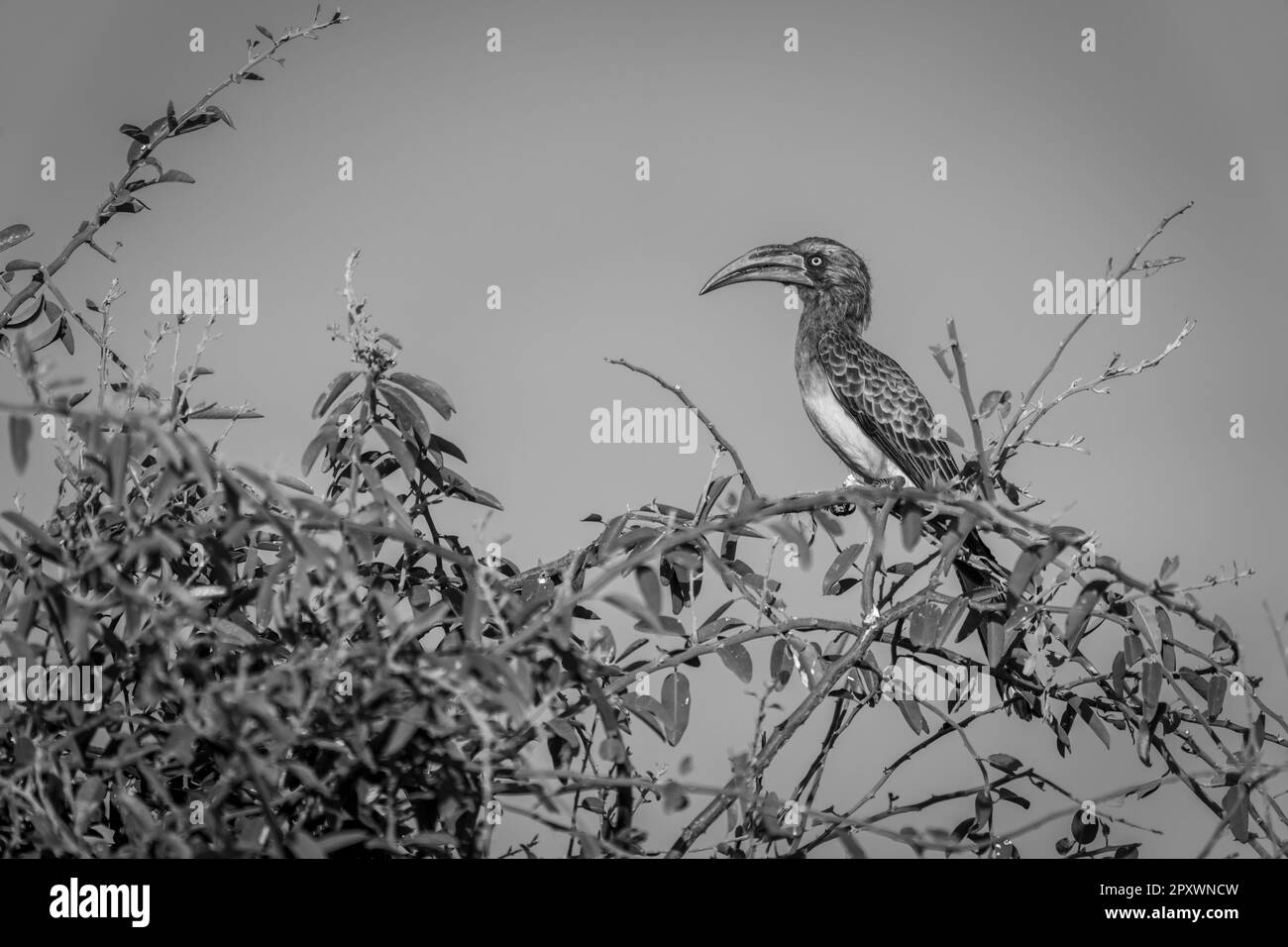 Mono Bradfield Hornbill sieht Kamera aus dem Busch Stockfoto