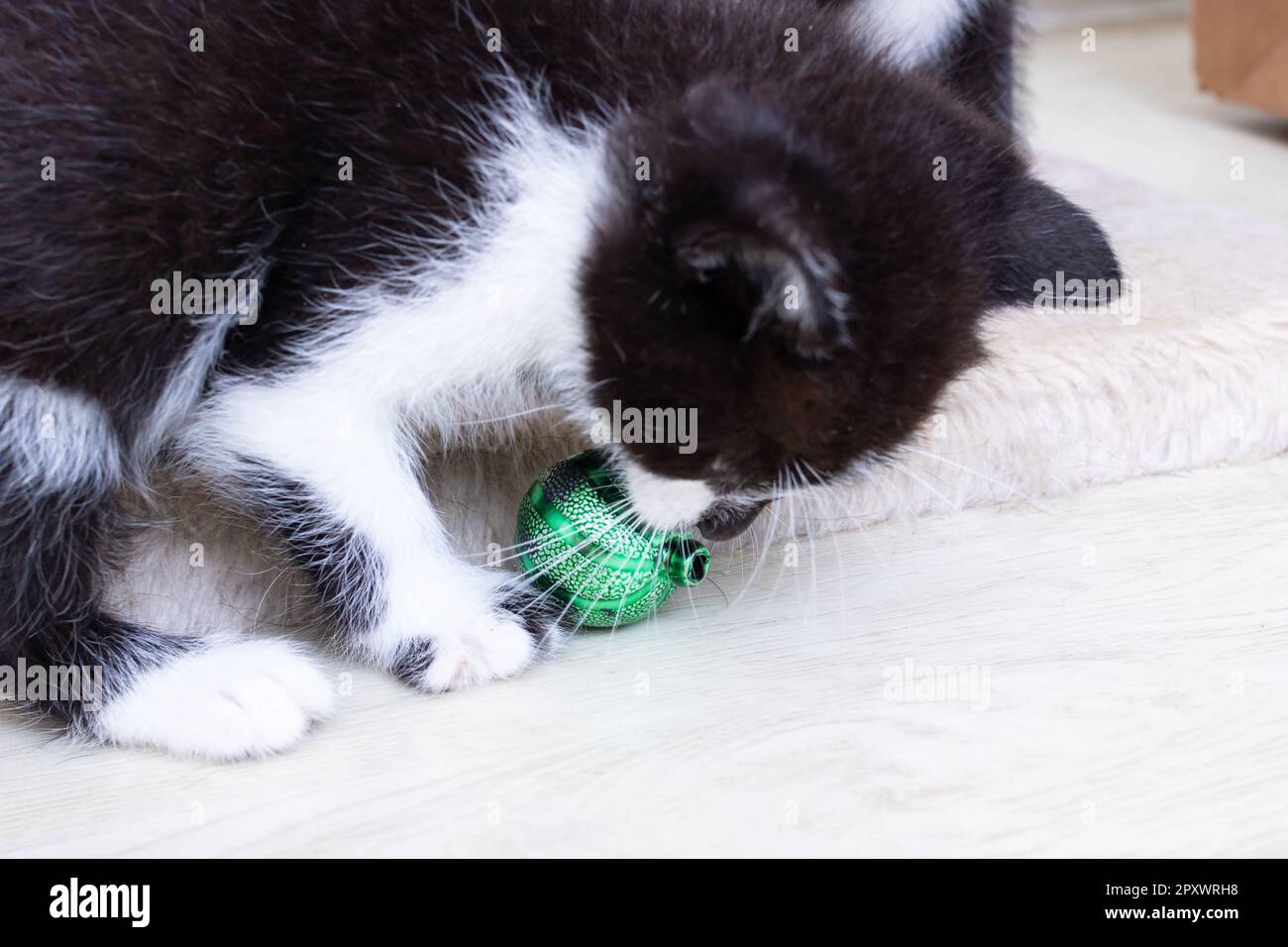 Ein schwarzes Kätzchen, das mit einem grünen Ball spielt Stockfoto