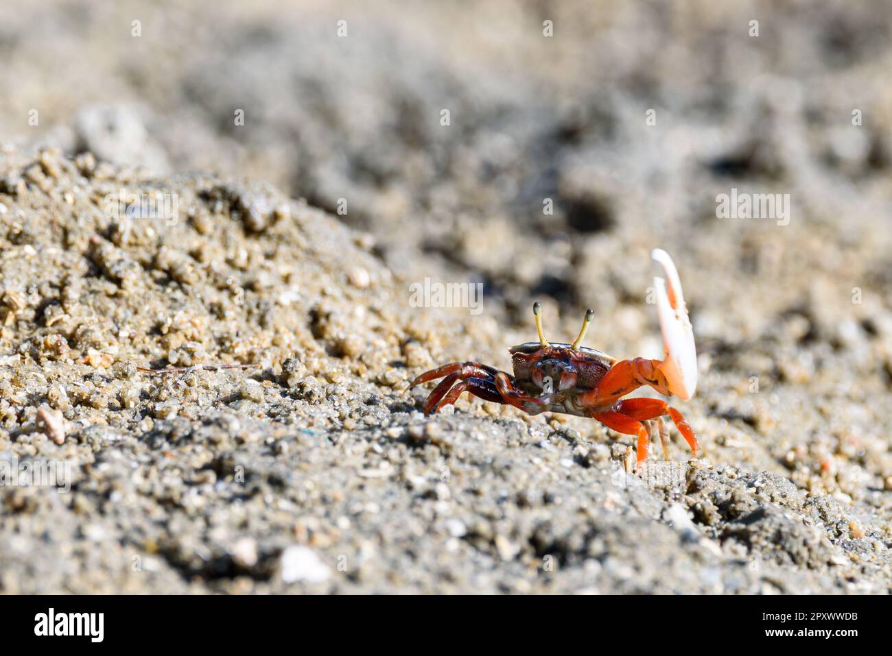 Geisterkrebse, Geisterkrebse, orange-rot, kleiner männlicher Seekrabbe, bunt. Eine Klaue ist größer und wird verwendet, um zu winken und als Waffe im Kampf zu fungieren. Wildtiere Stockfoto