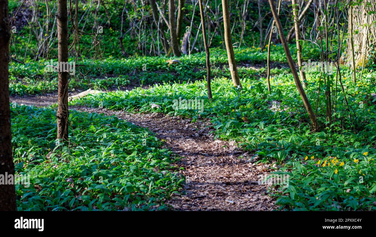 Waldweg umgeben von wildem Knoblauch (Allium ursinum) in einem üppigen Waldgebiet Stockfoto