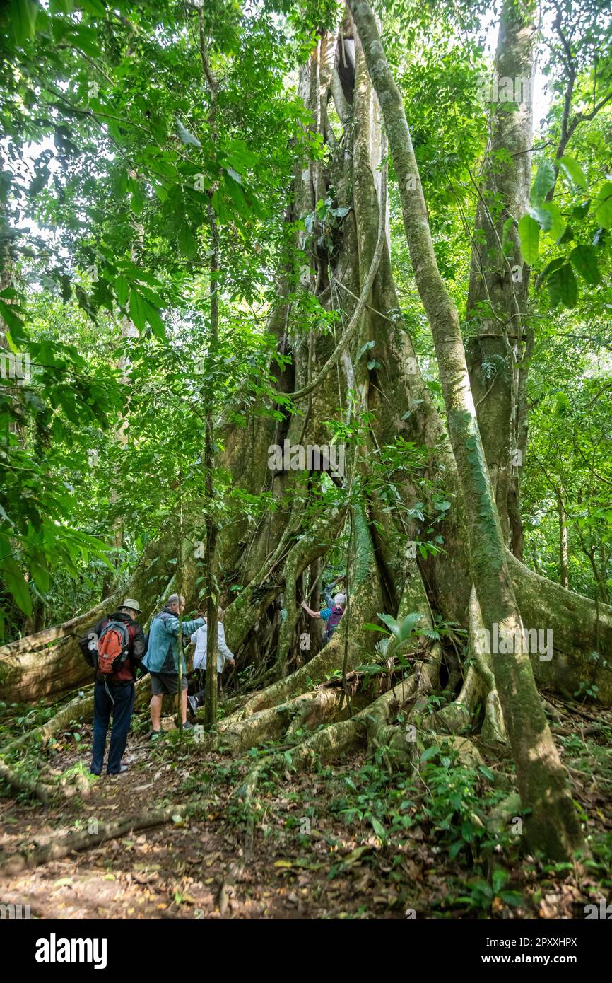 Muelle San Carlos, Costa Rica - Touristen gehen durch einen Ficusbaum im Costa-rikanischen Regenwald. Stockfoto