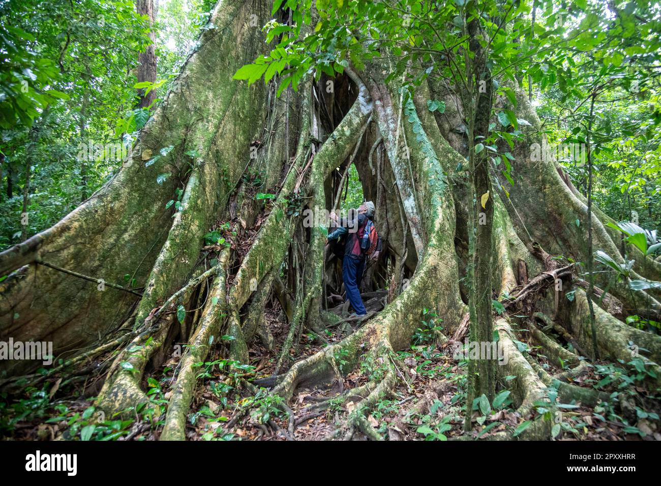 Muelle San Carlos, Costa Rica - Touristen gehen durch einen Ficusbaum im Costa-rikanischen Regenwald. Stockfoto