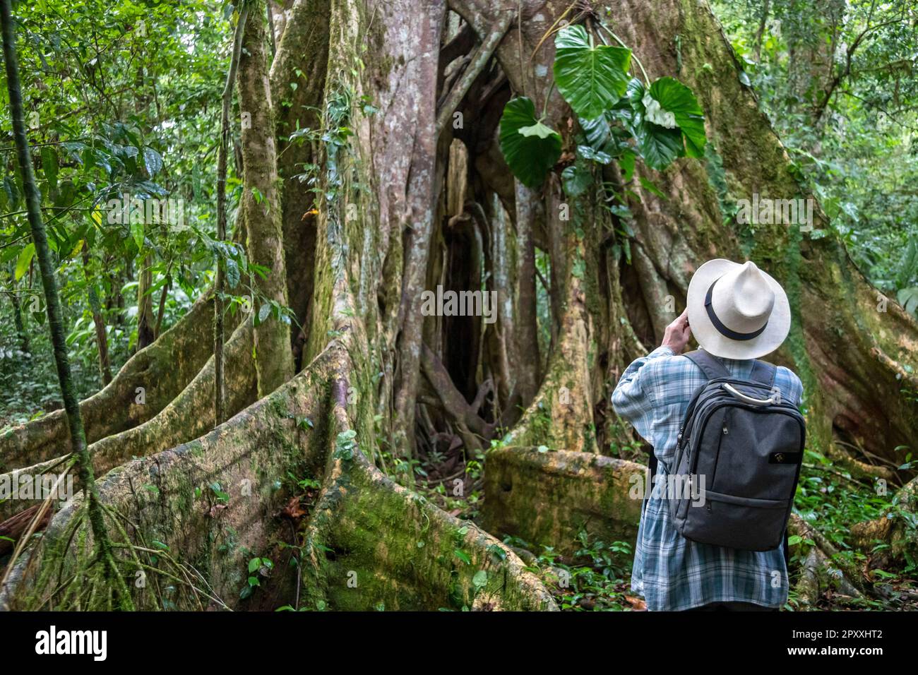 Muelle San Carlos, Costa Rica - Ein Tourist Fotografiert einen Ficusbaum im Regenwald Costa Ricas. Stockfoto