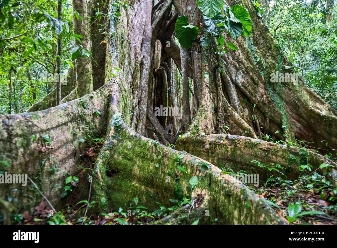 Muelle San Carlos, Costa Rica - die Wurzeln eines Ficus-Baumes im Regenwald von Costa Rica. Stockfoto