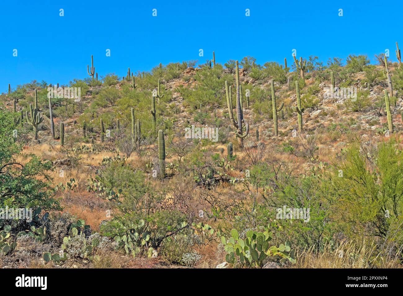 Der Wald von Saguaro Cactus auf einem Wüstenhügel im Saguaro-Nationalpark in Arizona Stockfoto