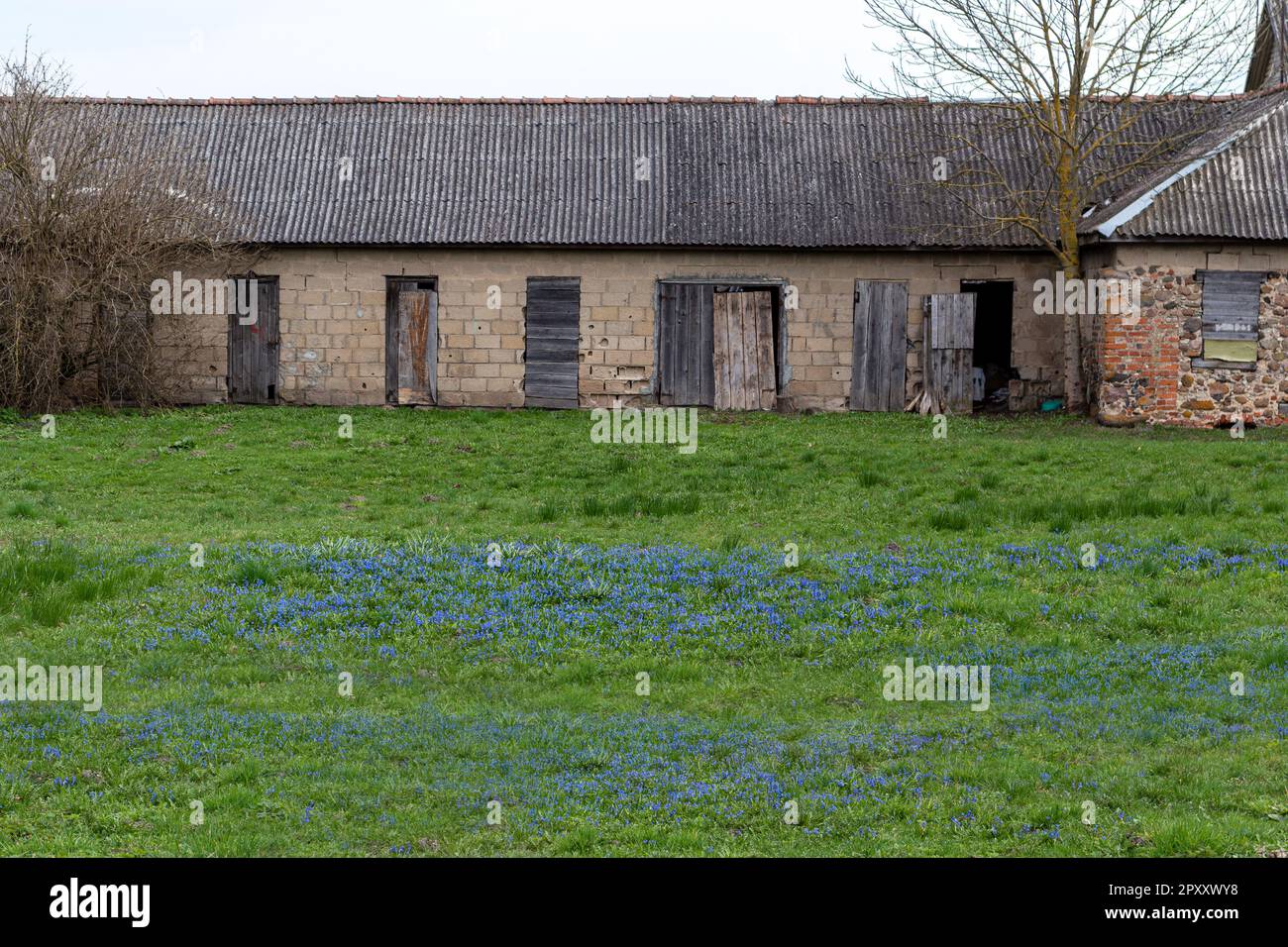 Blaue Blumen im Gras mit einem Haus im Hintergrund Stockfoto