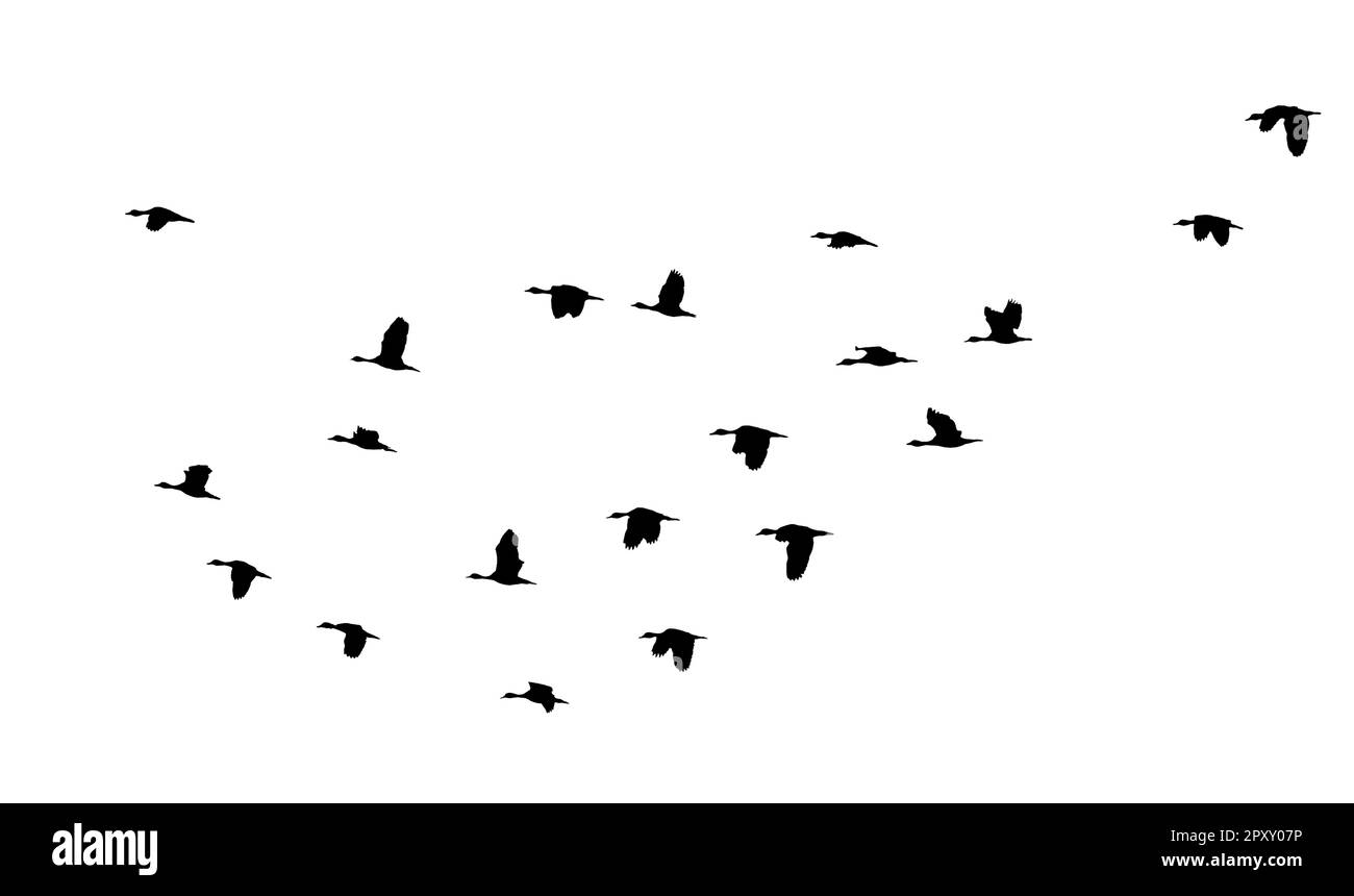 Vogelschar mit Hintergrundbeleuchtung isoliert Stockfoto