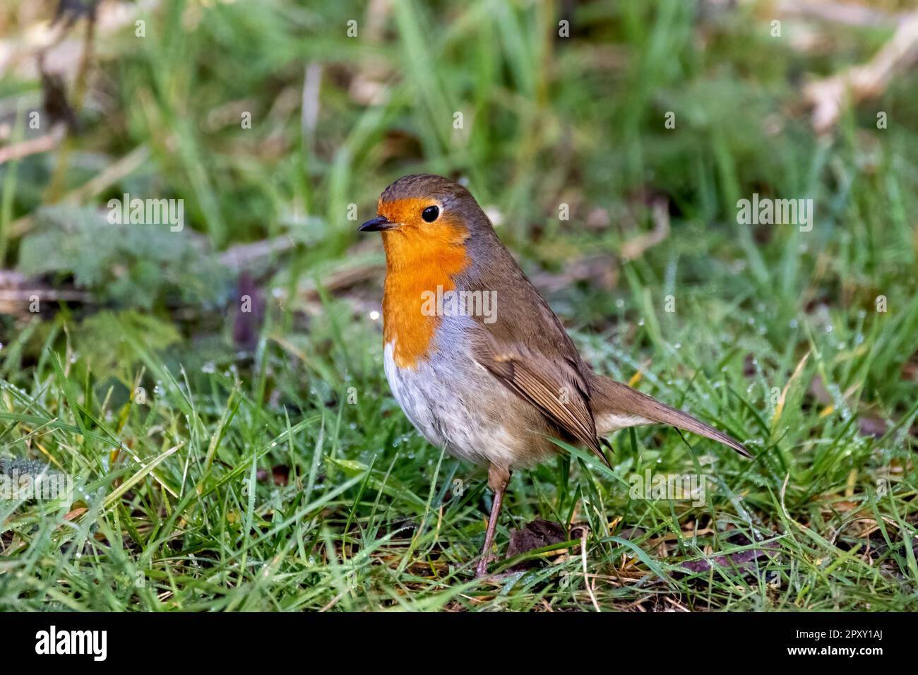 Europäischer Robin auf Gras, der auf Bewegung von lebender Beute hört. Stockfoto