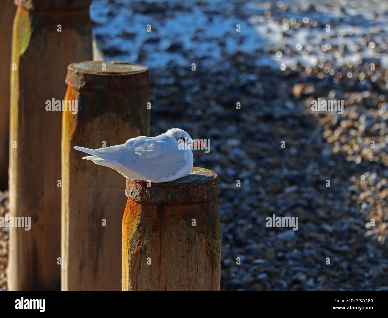 Mittelmeer-Möwe auf dem Groyne-Posten in Selsey in West Sussex, Stockfoto