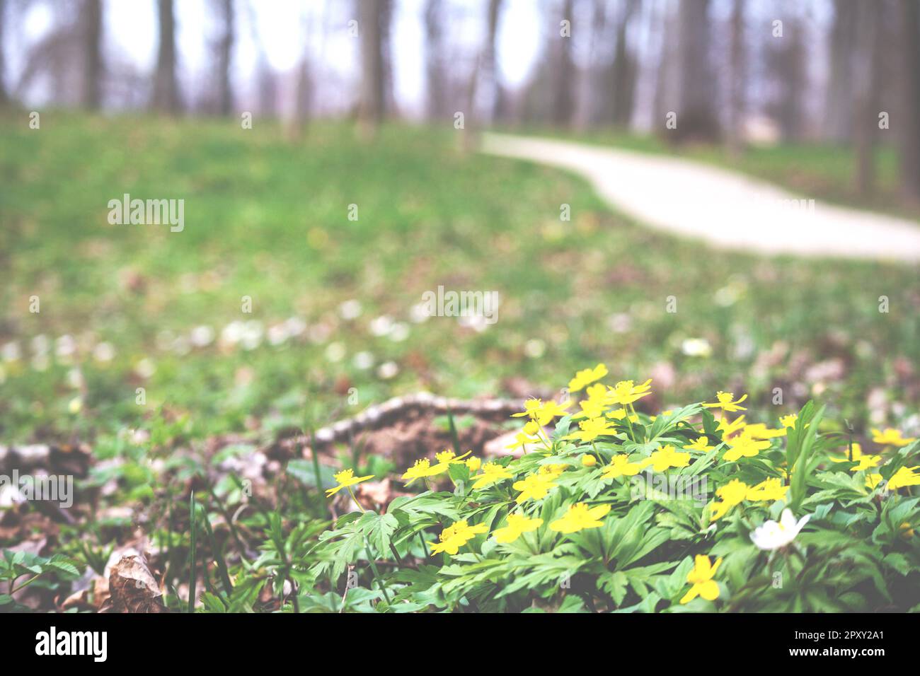 Ein Pfad im Wald mit gelben Blumen Stockfoto