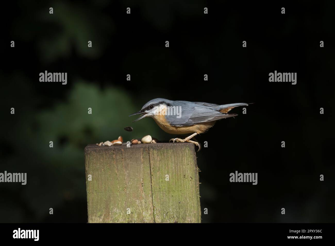 Nacktfresser auf Einem Holzzaunpfahl Stockfoto