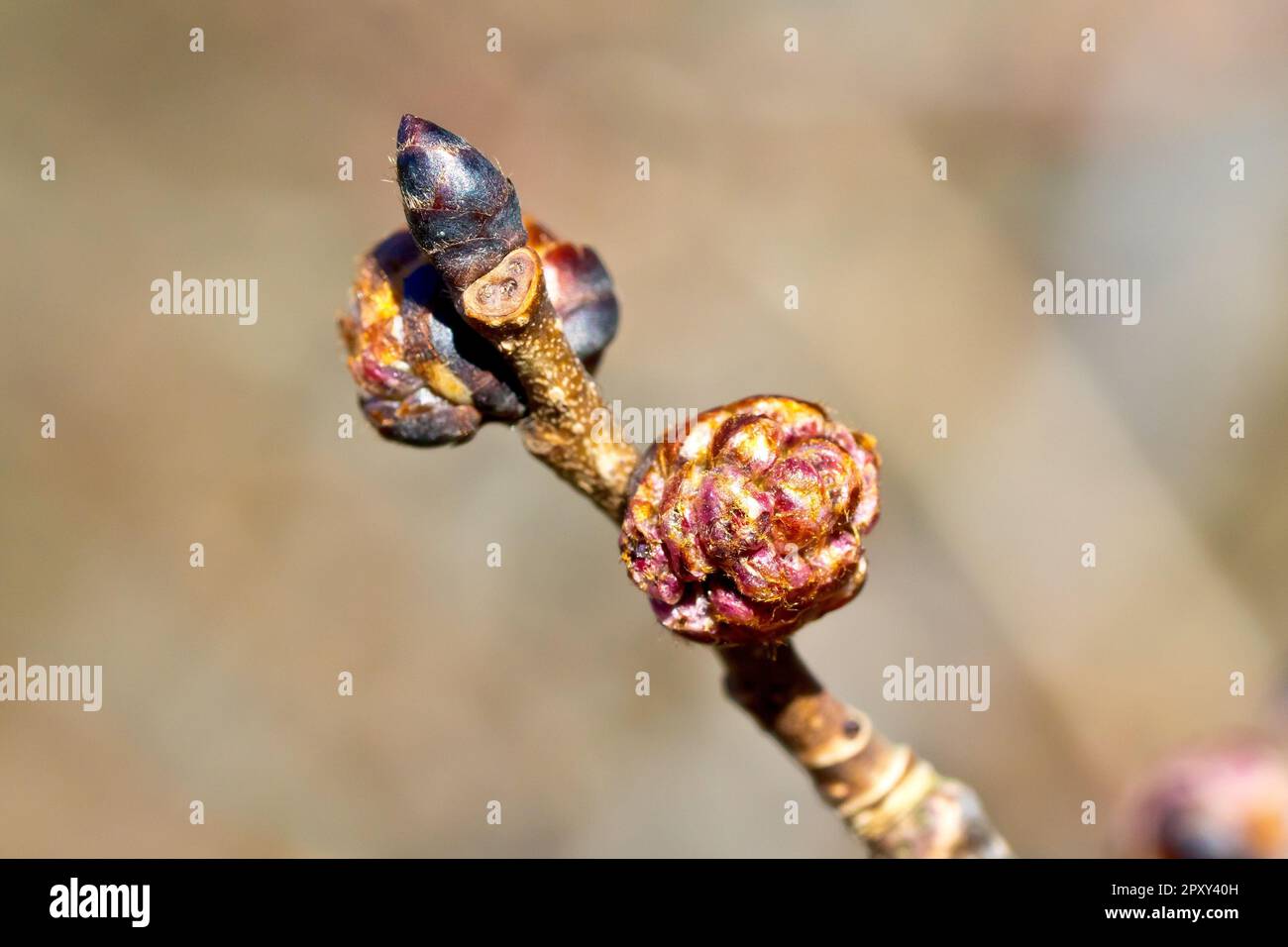 Wych Elm (Ulmus glabra), Nahaufnahme einer Blütenknospe und einer Blattknospe des gemeinen Baumes, isoliert vor einem einfachen Hintergrund. Stockfoto