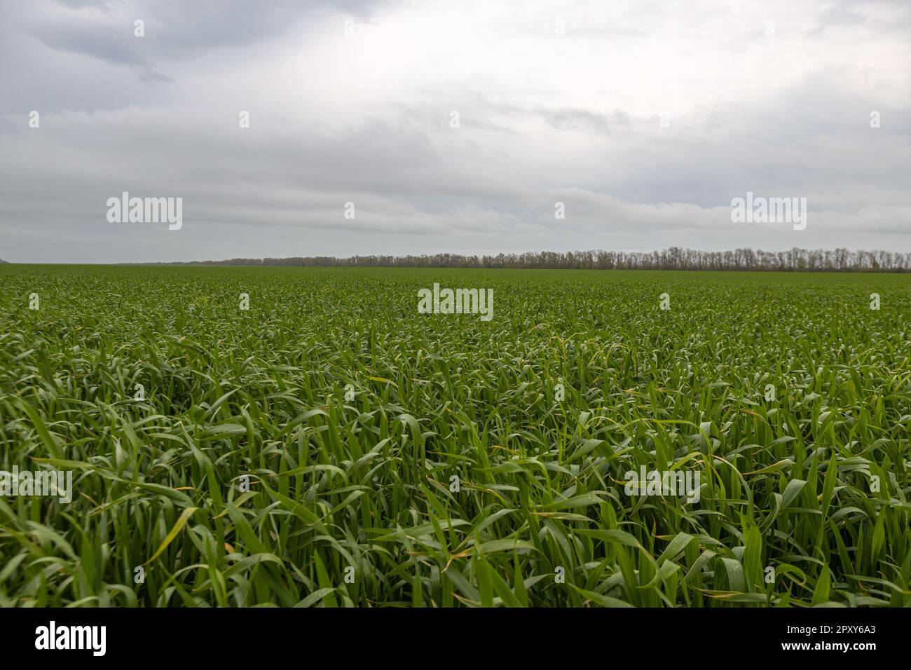 Ein grünes Feld mit jungen Weizenkeimlingen und einem wolkigen Himmel am Horizont Stockfoto