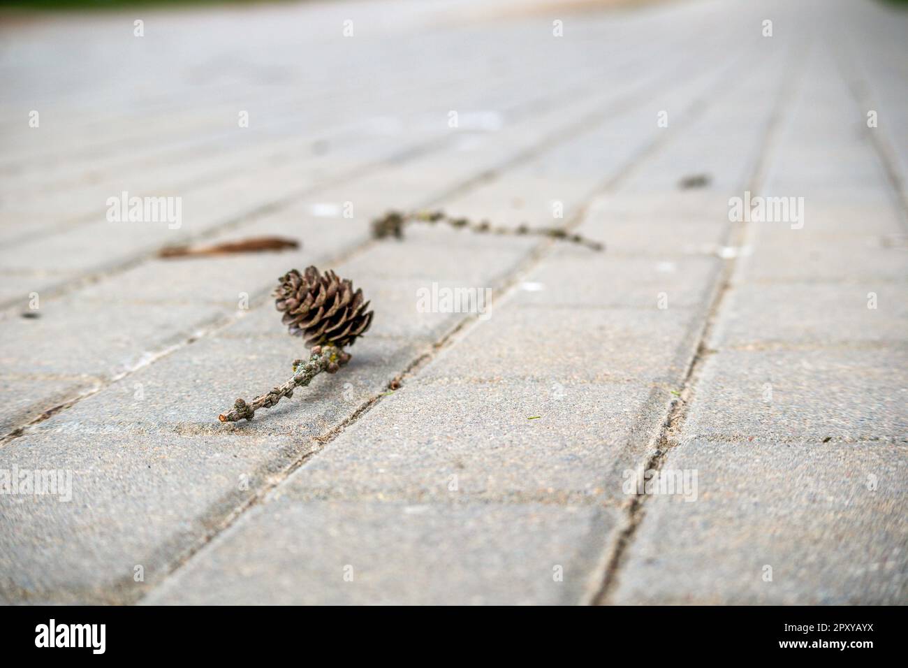 Ein Kiefernkegel sitzt auf einem Ast auf einer Ziegelstraße. Stockfoto