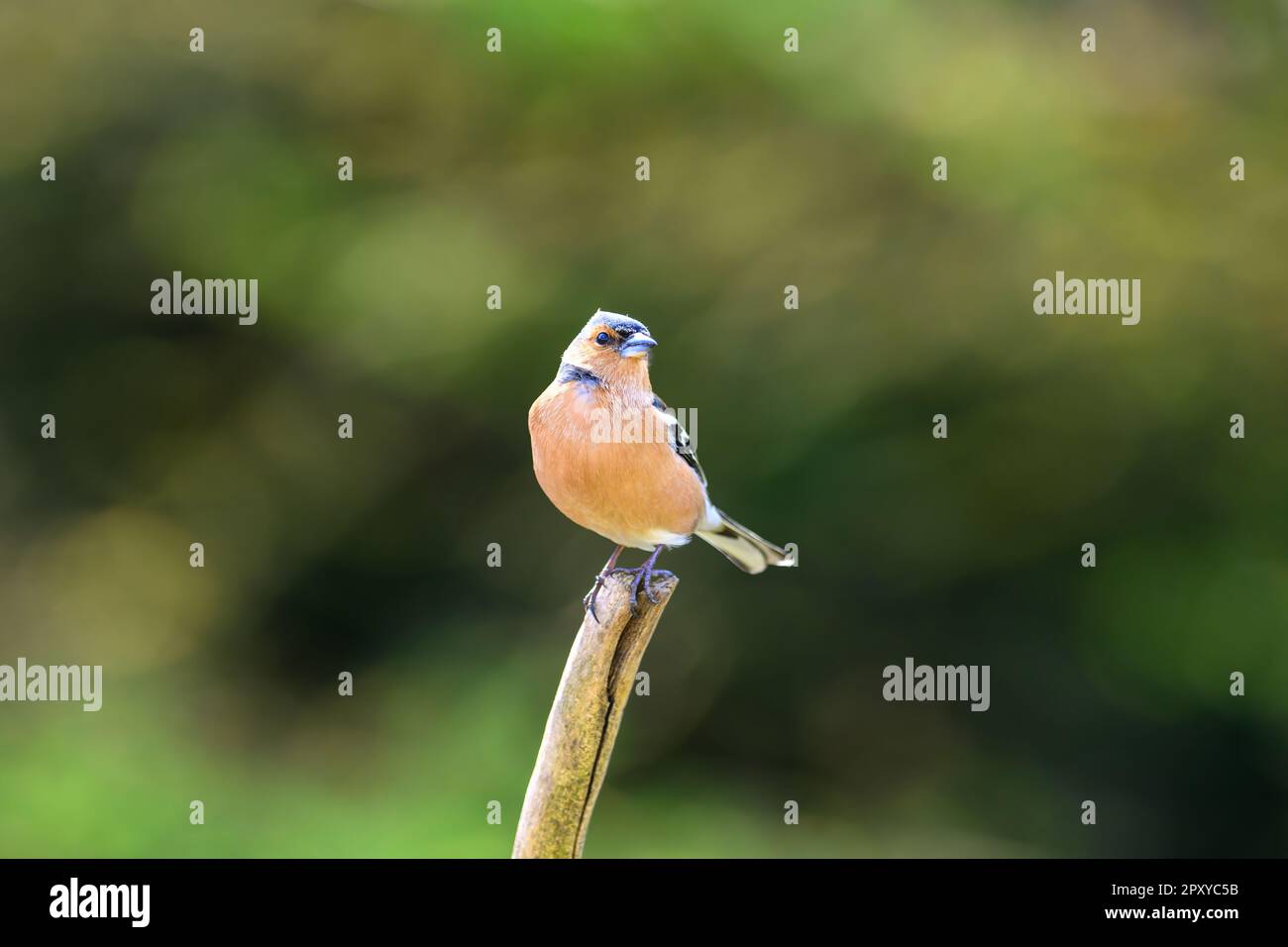 Schaffinch, Fringilla Coelebs, hoch oben auf einem toten Ast Stockfoto