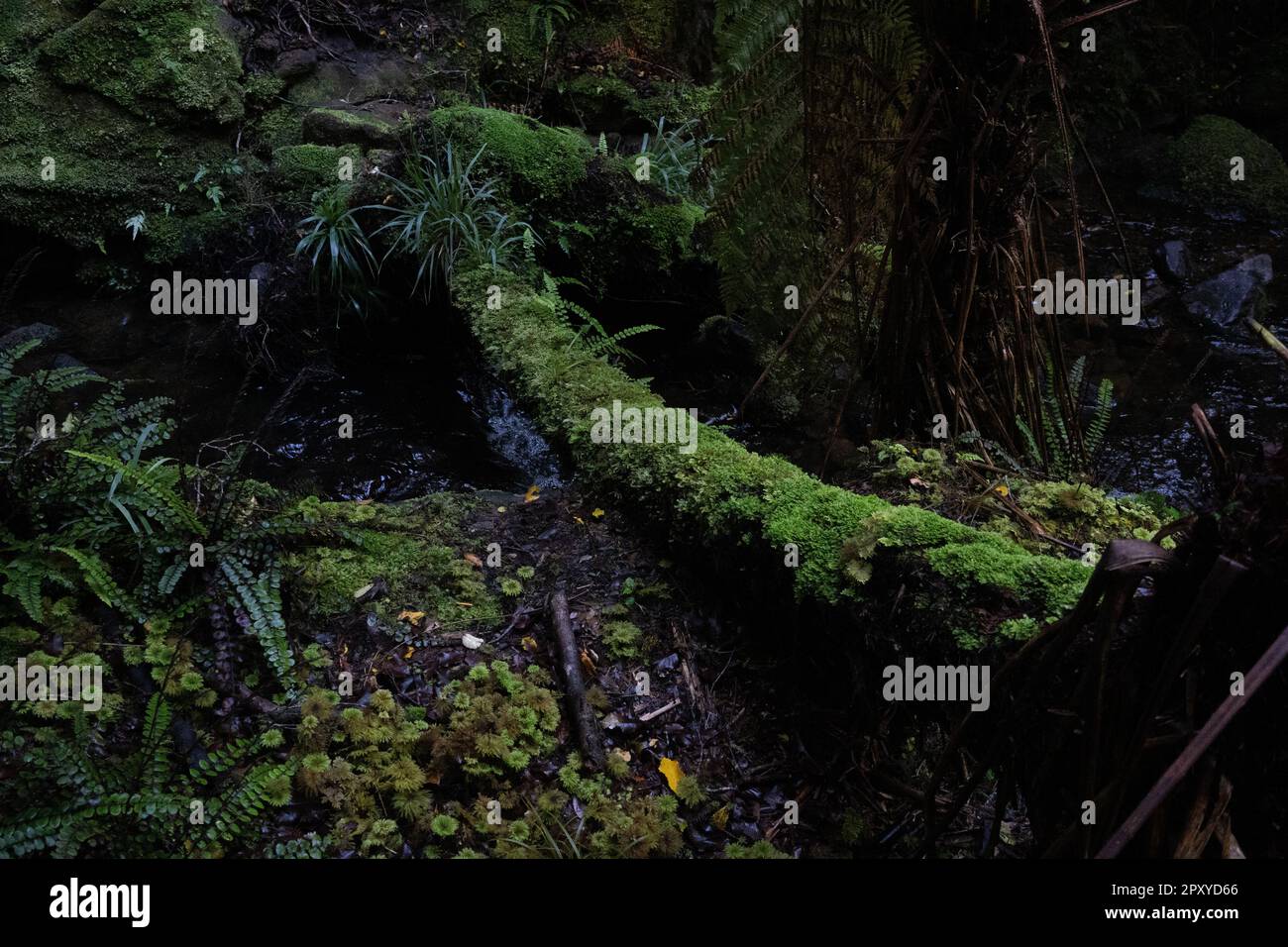 Eine malerische Landschaft des Neuseeland High Country mit üppigen Moosformationen in einer wilden und unberührten Wildnis Stockfoto