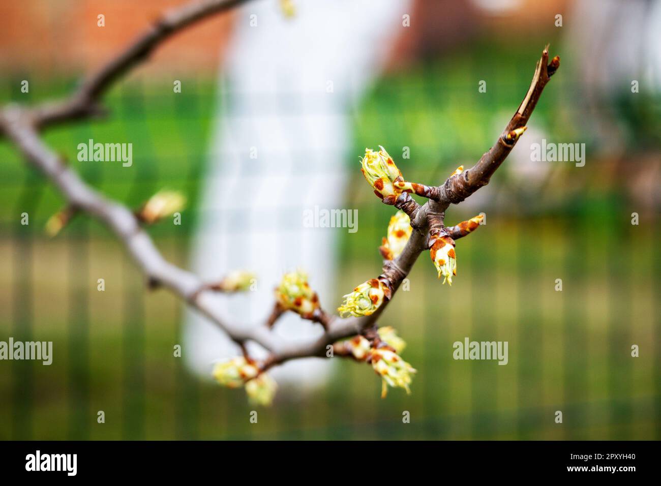 Nahaufnahme eines Astes mit gelben Blumen Stockfoto