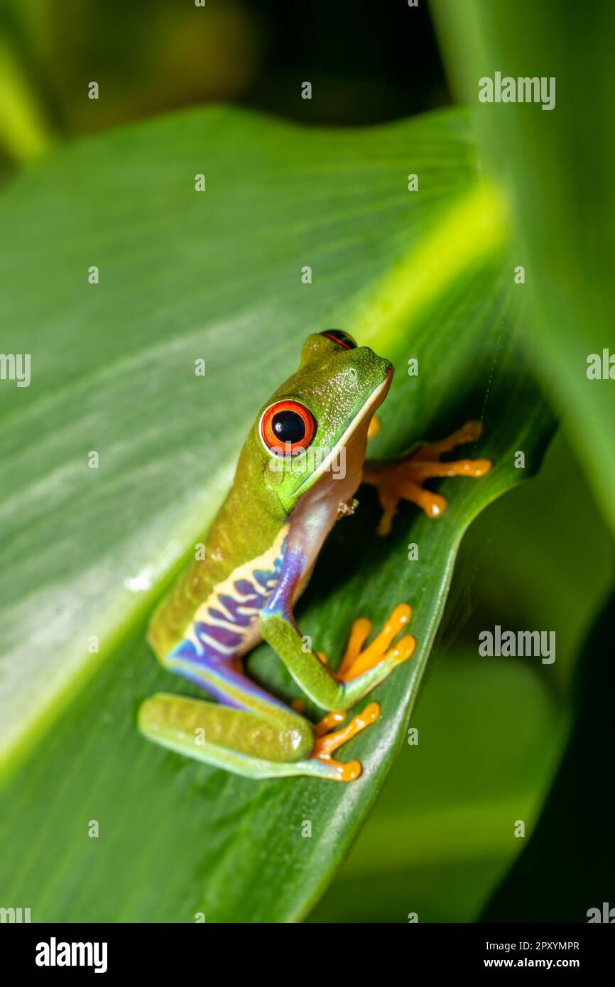Rothäugiger Baumfrosch (Agalychnis callidryas), wunderschöner ...