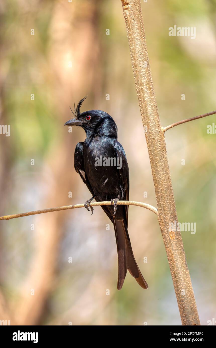 Drongo (Dicrurus Forficatus), endemischer Passerinvogel in der Familie Dicruridae sitzt auf einem Zweig im Kirindy Forest. Madagaskar Wildtiere Stockfoto