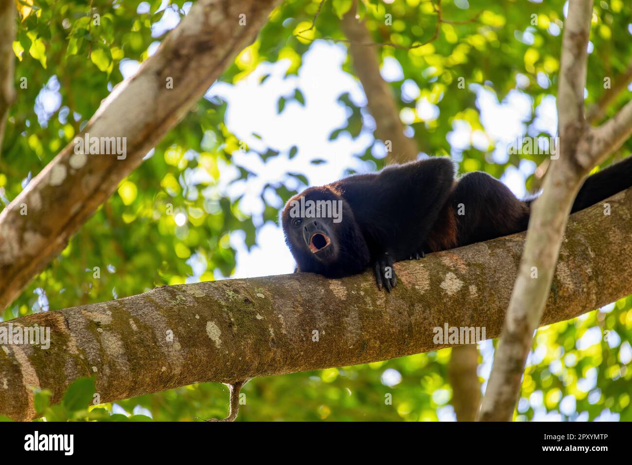 Mangelheuler (Alouatta palliata) oder goldgelber heulender Affe brüllt am Baum, Curu Wildlife Reserve, Costa Rica Wildlife Stockfoto