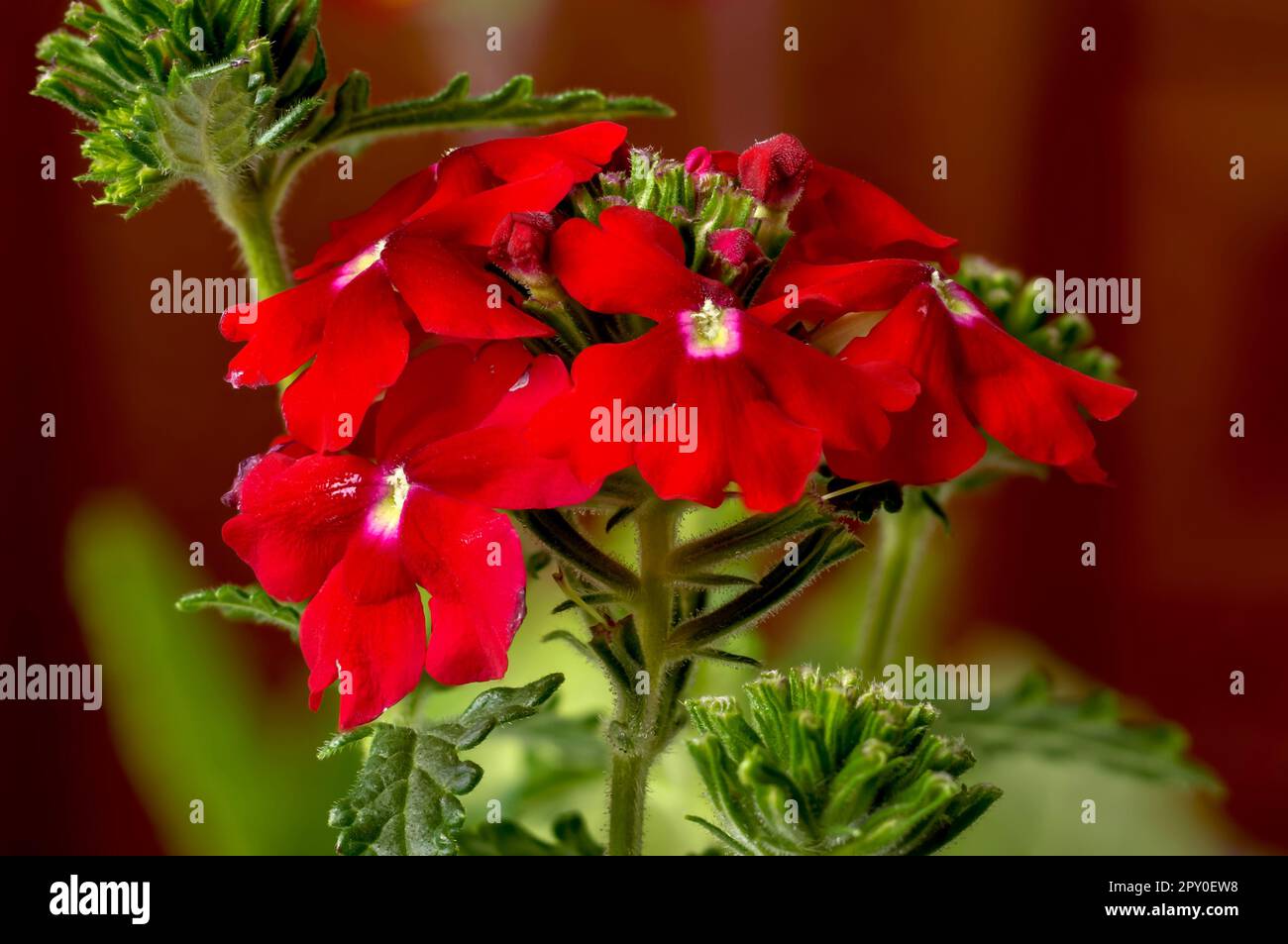 Gartenverbena (Verbena hybrida), rote Blumen einer beliebten Zierpflanze, delikater, eleganter romantischer Hintergrund, Blumen in voller Blüte aus nächster Nähe Stockfoto