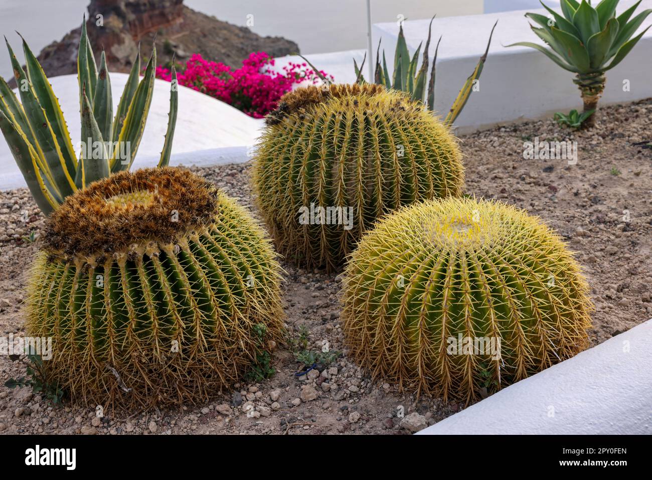 Nahaufnahme von Kakteen und Aloe, die in einem Blumenbeet auf Santorini wachsen. Caldera im Hintergrund. Ägäis Stockfoto