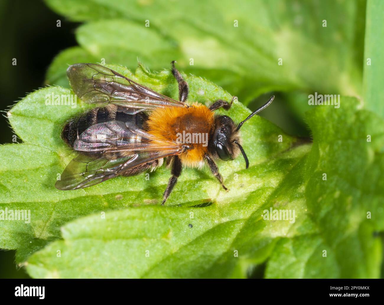 Frühlingsflug, weibliche Frau der britischen Büffelmückenbiene, Andrena nigroaenea, Gartenbesucher Stockfoto