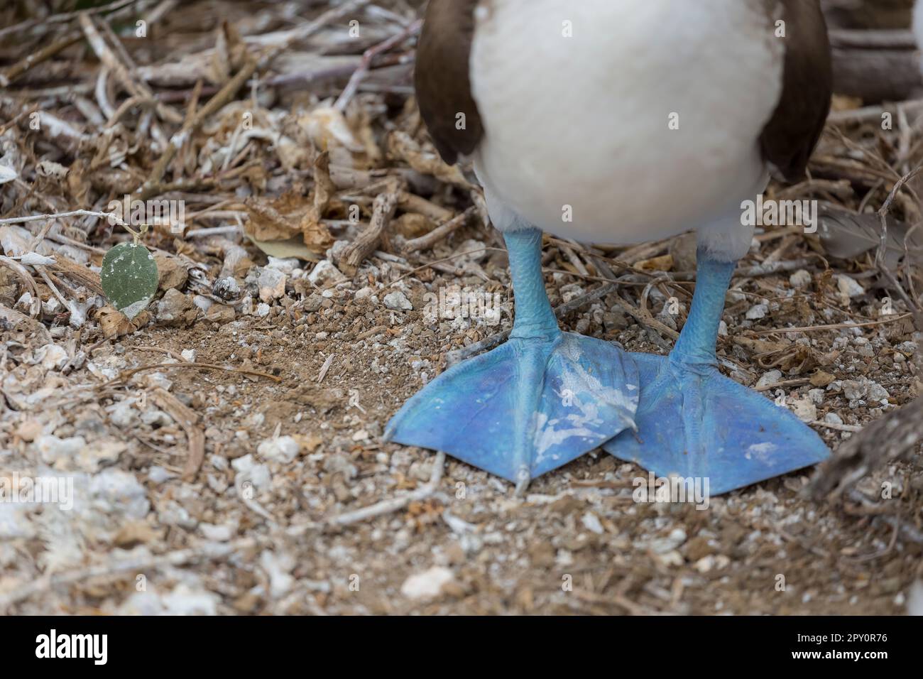Wenn Ich Sitze Werden Meine Füße Blau www.alamy.de