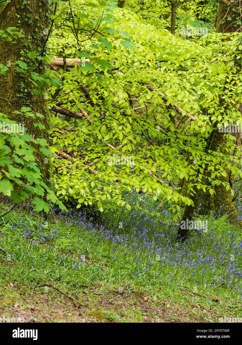 Englische Blauzungen, Hyacinthoides non-scripus, unter einem Quelldach aus Buche, Fagus sylvatica, in einem Plymouth, Devon, UK-Wald Stockfoto