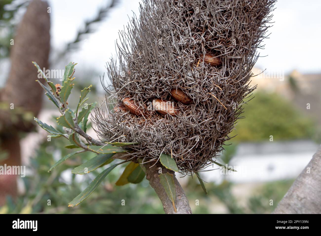 Banksia praemorsa oder geschnittene Banksia-Samen in einem trockenen, holzigen Dorn Stockfoto