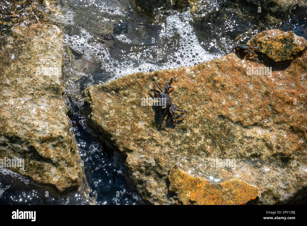 Crab Sitzt Auf Muddy Stones Und Sucht Nach Essen. Wellen Des Ionischen Meeres Über Den Steinen Der Peramabrücke, Kerkyra, Korfu, Griechenland. Stockfoto