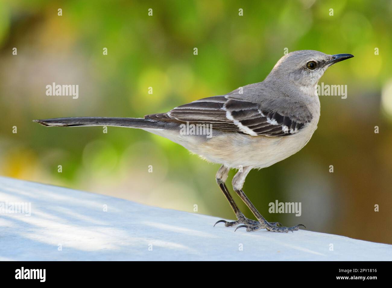 Nordamerika, Mexiko, Baja California Sur, El Sargento, Mimus polyglottos, nördlicher Mockingbird Stockfoto