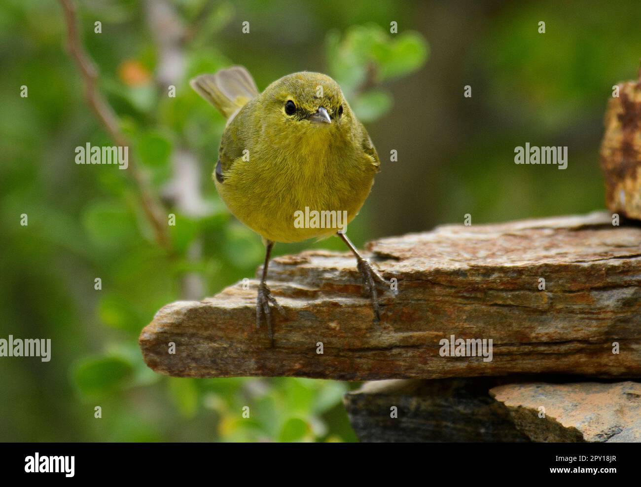 Mexiko, Baja California, Vermivora celata, Orangenkronen-Krieger Stockfoto